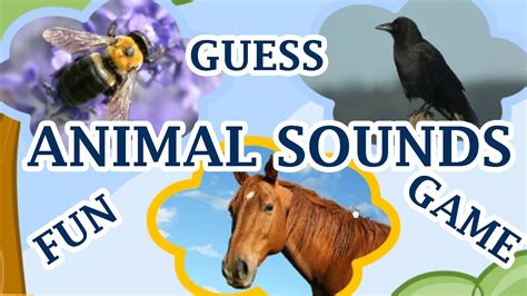 Animal sound identifier online. Things To Know About Animal sound identifier online. 